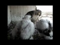 2012 Topeka Falcon Cam-June 1, 2012 @ 0714 hrs EST.