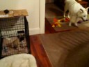 8/29/2008 Bella's First Visit with Jack, Charlie & Oliver !