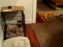 8/29/2008 Bella's First Visit with Jack, Charlie & Oliver !