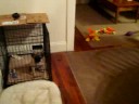 8/29/2008 Bella's First Visit with Jack, Charlie & Oliver !