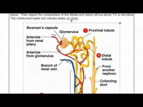 kidney - Introduction to kidney's function.