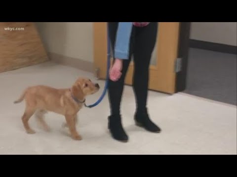 video-linktoworks-Roxy begins puppy training classes to become Wags 4...