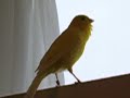canary singing - Mr. Peterman canary singing - Mr. Peterman