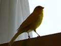 canary singing - Mr. Peterman