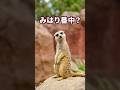 みはり番中？ #ミーアキャット#伊豆シャボテン動物公園