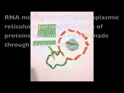 how to isolate amylase producing bacteria