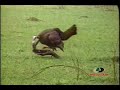 Mossy Oak- Turkey Attacks Rubber Hen Mossy Oak- Turkey Attacks Rubber Hen