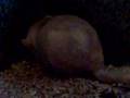Chinchilla giving birth