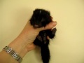 Baby striped skunk, wildlife rehabilitation, Animal Advocates, Mary Cummins