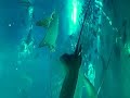 Okinawa Churaumi Aquarium (Japan)?????????? Okinawa Churaumi Aquarium (Japan)??????????