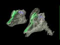 WitmerLab:   Lambeosaur Crests Revealed