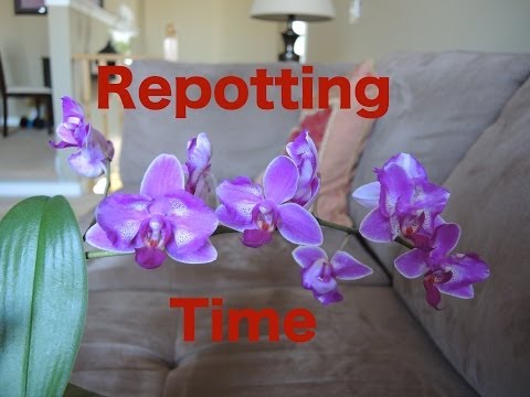 how to transplant phalaenopsis