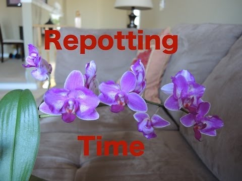 how to transplant phalaenopsis orchid