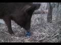 Porky, Wild Hog, Gets Thirsty