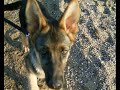 Apologize - Gedenken an Wolfsblut Apologize - Gedenken an Wolfsblut