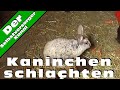 Kaninchen schlachten.asf