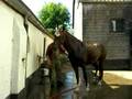 Hackney horse William enjoying a well deserved shower.