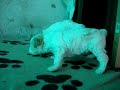 Cuccioli 1