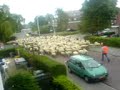 Schapen door de straat` Schapen door de straat`