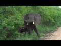 baby elephant eating poo but WAIT it's really cute.MP4