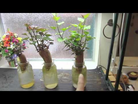 how to grow aeroponic potatoes