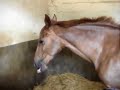 Grattouilles � Give Me, jument de Pompadour