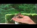 Handfeeding Tufted Titmouse