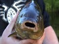 Tench