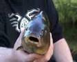 Tench