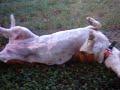 A Bassett Hound Loving Life A Bassett Hound Loving Life