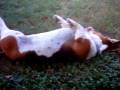 videos de A Bassett Hound Loving Life