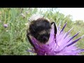 A Bee on a Thistle next to the Wey and Arun Canal near The Onslow Arms, Loxwood, West Sussex, UK www.YouTube.com