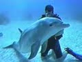 love-gratitude-and-the-dolphin-connection.html