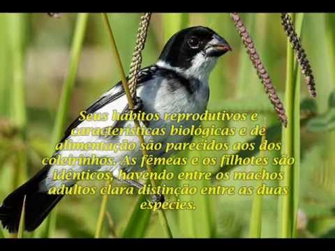 Papa-capim em um duelo de canto...al mia karulino Ambirdeto.