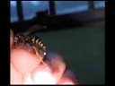 wasp handling