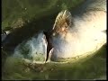 Pihma  Banovsko jezero Pomor Somova