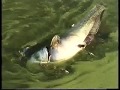 Pihma Banovsko jezero Pomor Somova