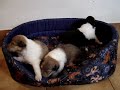 Fairieland Collies & Corgis /filhotes
