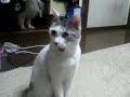 Las fauces del gato