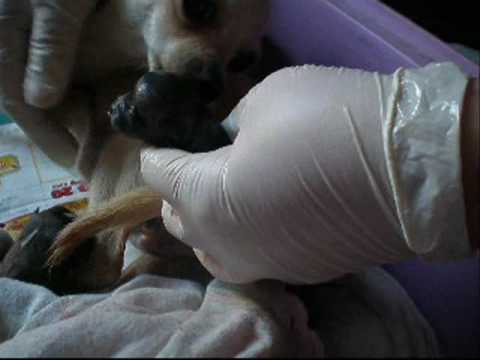 Guarda video parto chihuahua