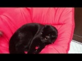 Click here to watch this video すきすき マルコちゃん