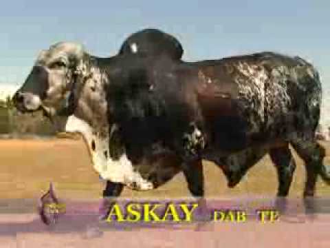 Askay