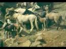 War on Wild Horses & Burros