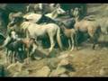 War on Wild Horses & Burros
