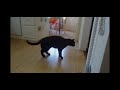 Click here to watch this video Burgmuller and Sushi the cat