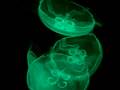 videos de Jelly Rave