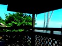 the aloha tree on molokai