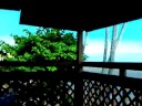 the aloha tree on molokai