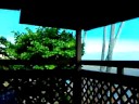 the aloha tree on molokai