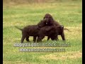 Waterspaniel